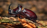 Građevinski insekti
