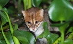 Sumatran mačka: minijaturna tajlandska ljepota