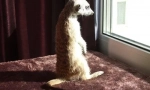 Meerkat. Održavanje kućnog doma