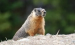 Marmot