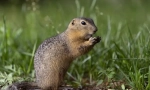 Gopher