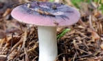 Syrheloga