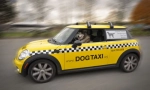 Pet taxi: značajke i pravila prijevoza