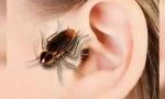 Tracakan u uhu: simptomi i ekstrakcija