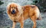 Tibetanski mastif