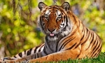 Tigar