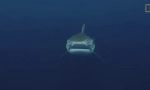 Tiger shark - jedan od najopasnijih morskih pasa na svijetu