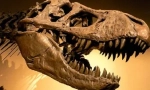 Tirannosaur