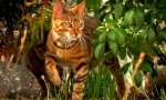 Toyer cat (fotografija): dobrouredna temperamenta u divljini