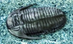 Trilobiti