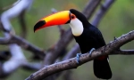 Toucan (fotografija): kljun se ne događa mnogo, to je ono što je ptica upečatljiva!