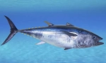 Tuna
