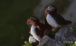 Ipak - marine parrot