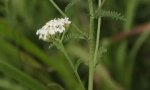Stolisnik