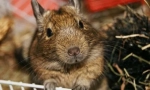 Briga i održavanje čileanskih proteina degu