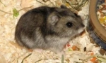 Briga za dzhungarian hamsters