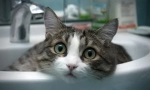 Cats njegu kože