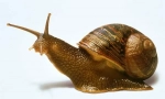 Puž