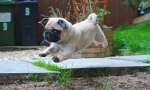 Ups, pug: najzabavniju fotografiju i video