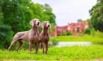 Weimaraner (fotografija): najbolji prijatelj pravog lovca