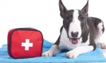 Kit za veterinarstvo