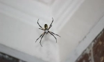 Vrste pauka koji prodiruju kuću ili stan