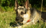 East european shepherd
