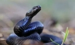 Utjecaj ugriza viper na ljudsko tijelo