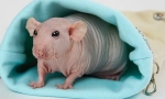 Sve o bald rat sphinx: opis, vrste, njegu i sadržaj od hranjenja
