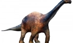 Wollodon