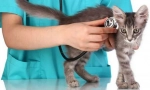 Cat veterinarski izbor