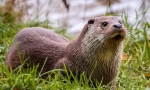 River otter (fotografije): lijepa obitelj plivača cunich