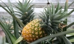 Rastući ananas kod kuće