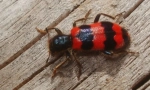 Zašto larva kukavica majki leti na pčele?