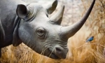 Zašto rhinocero rogue?