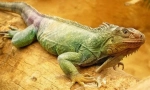 Zelena iguana