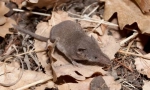 Goropadnica