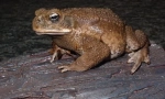 Toad yeah