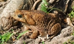Toad yeah