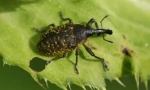 Zhuk weevil: opis, vrste i način života