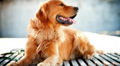 10 Od većine pasmina pasa