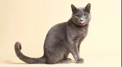 10 Najvažnije pasmine mačaka s fotografijama