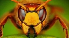 10 Najgorih i vile insekata