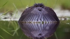 10 Čudnih metoda lova i prehrane ptica