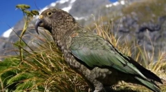 10 Čudnih slučajeva nevjerojatne evolucije životinja
