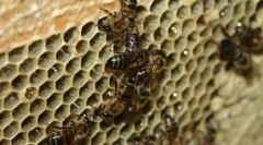 10 Životinja koje se pomnoženo s bezgrešnom koncepcijom