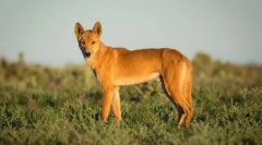 15 Najčudnijih stvorenja koje žive u australiji