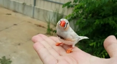 3 Najbolja perad za bebu