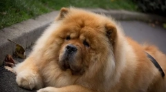 4 Problema u obrazovanju chow chow, koji neće biti u stanju eliminirati