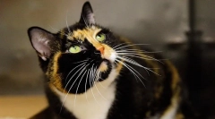 5 Šokantnih eksperimenata na životinjama